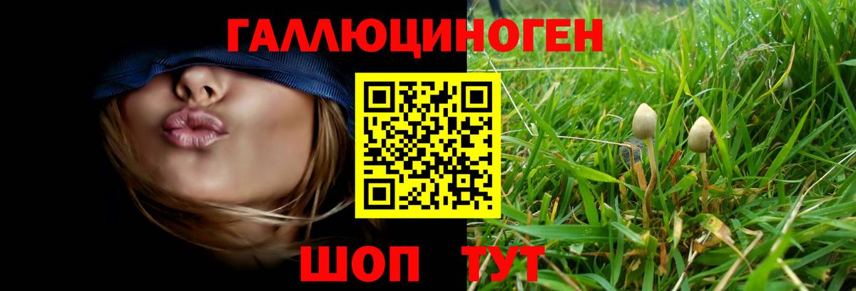 Псилоцибиновые грибы Magic Shrooms  сколько стоит  Вход с VPN  Новочеркасск  Галлюциногенные грибы Psilocybe 